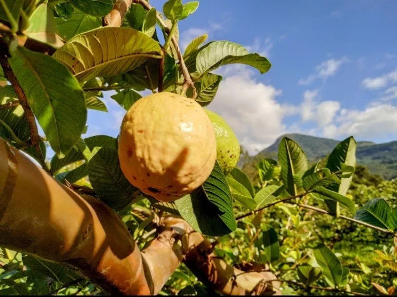 Goiaba: você conhece mesmo essa fruta?