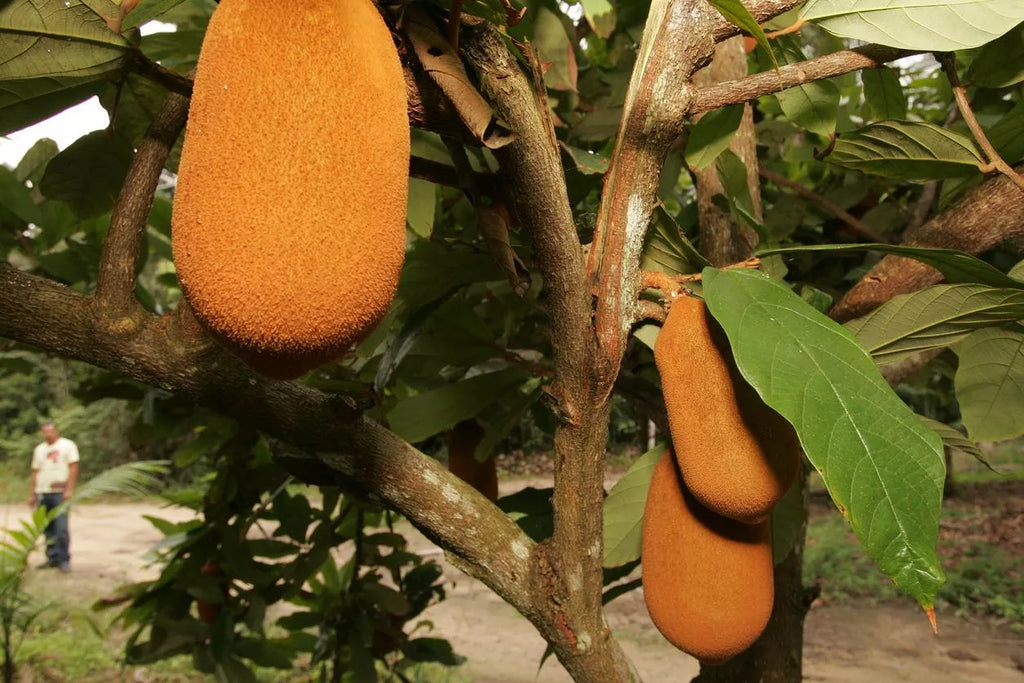 CUPUAÇUZEIRO – CUPUAÇU