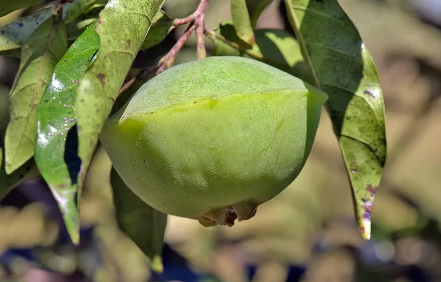 A Rota do Cambuci: Conheça o Circuito Turístico e Gastronômico Dedicado a Esta Fruta