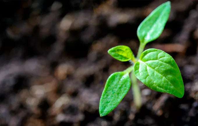 Uma dose de energia para você e um respiro para o meio ambiente.