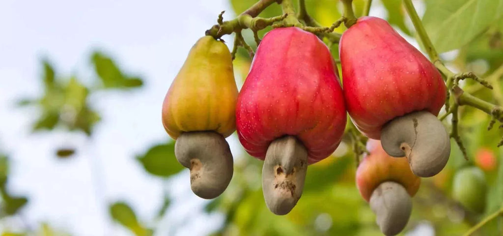 O Delicioso e Nutritivo Caju Brasileiro: Descubra os Benefícios desse Pseudofruto