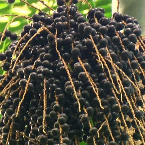 Açai